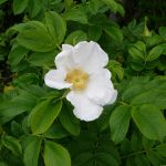 Ígulrós f. alba - Rosa rugosa f. alba