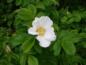 Ígulrós f. alba - Rosa rugosa f. alba