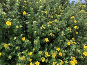 Runnamura 'Goldfinger' - Dasiphora fruticosa 'Goldfinger' - Image 2