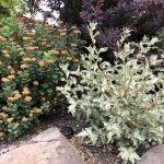 Silfurblað - Elaeagnus commutata