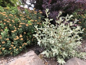 Silfurblað - Elaeagnus commutata