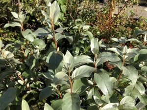 Silfurblað - Elaeagnus commutata - Image 3