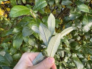 Sitkavíðir 'Óli'/ "Ólavíðir" - Salix sitchensis 'Óli' - Image 3
