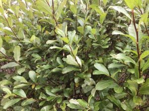 Sitkavíðir 'Óli'/ "Ólavíðir" - Salix sitchensis 'Óli' - Image 2