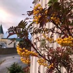 Reynir - Sorbus - fræplöntur af 'Joseph Rock'