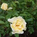 Rós 'Agnes' - Rosa 'Agnes'