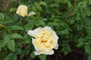 Rós 'Agnes' - Rosa 'Agnes'