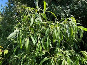 Flosvíðir - Salix × dasyclados - Image 2