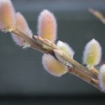 Flosvíðir - Salix × dasyclados