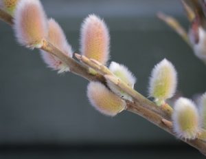 Flosvíðir - Salix × dasyclados