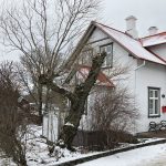 Vesturbæjarvíðir - Salix x smithiana