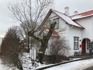 Vesturbæjarvíðir - Salix x smithiana