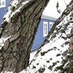 Gráösp 'Venus' - Populus x canescens 'Venus'