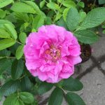 Rós 'Katrín Bára' - Rosa 'Katrín Bára'