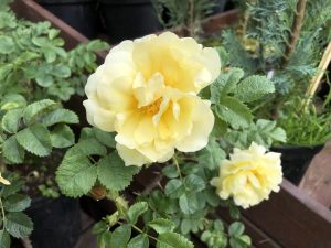 Rós 'Agnes' - Rosa 'Agnes' - Image 2