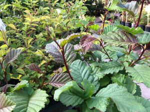 Ryðelri / Ryðölur - Alnus rubra - Image 3