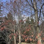 Ryðelri / Ryðölur - Alnus rubra