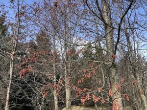 Ryðelri / Ryðölur - Alnus rubra