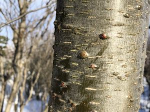 Ryðelri / Ryðölur - Alnus rubra - Image 2