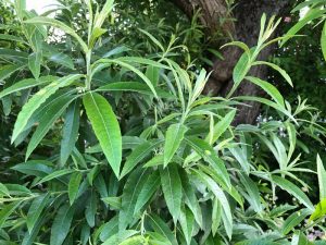 Vesturbæjarvíðir - Salix x smithiana - Image 2