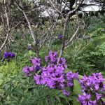 Álfakollur - Betonica macrantha