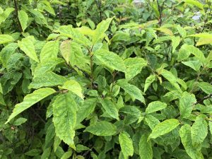 Dúnheggur - Prunus maximowiczii - Image 2