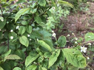 Dúnheggur - Prunus maximowiczii - Image 3