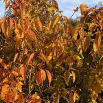 Dúnheggur - Prunus maximowiczii