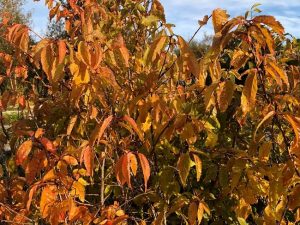 Dúnheggur - Prunus maximowiczii