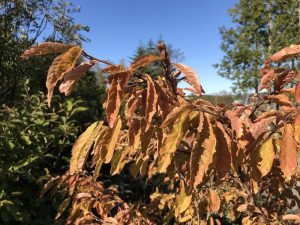 Dúnheggur - Prunus maximowiczii - Image 5