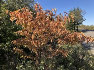 Dúnheggur - Prunus maximowiczii - Image 4