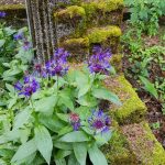 Fjallakornblóm - Centaurea montana