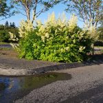 Geitaskegg / Jötunjurt - Aruncus dioicus