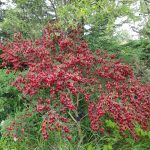 Gullsópur 'Roter Favorit' - Cytisus scoparius 'Roter Favorit'