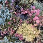 Hunangstoppur 'Little Honey' - Lonicera crassifolia 'Little Honey'