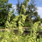 Kögurkolla - Tellima grandiflora