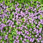 Músagin - Cymbalaria pallida