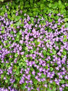 Músagin - Cymbalaria pallida