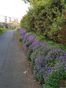 Músagin - Cymbalaria pallida - Image 2