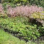 Postulínsblóm / Skuggasteinbrjótur - Saxifraga x urbium