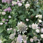 Sveipstjarna - Astrantia major