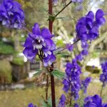 Venusvagn / Bláhjálmur - Aconitum napellus