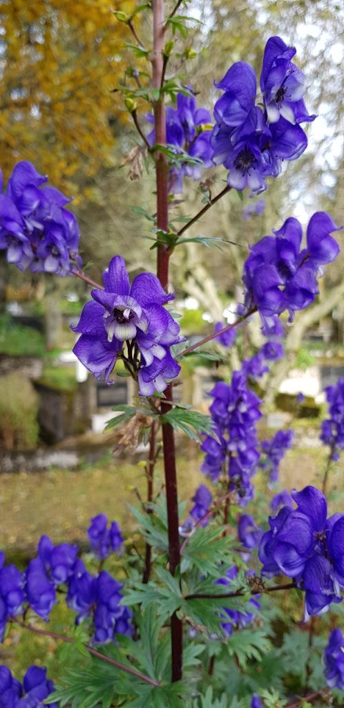 Venusvagn / Bláhjálmur - Aconitum napellus