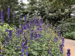 Venusvagn / Bláhjálmur - Aconitum napellus - Image 2