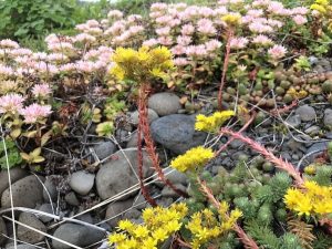Berghnoðri - Petrosedum rupestre - Image 2