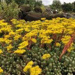Berghnoðri - Petrosedum rupestre