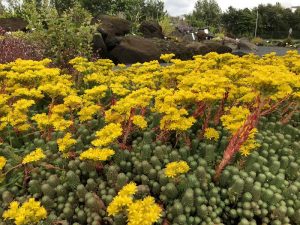 Berghnoðri - Petrosedum rupestre