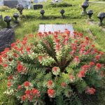 Burnirót - Rhodiola rosea