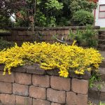 Flatsópur - Cytisus decumbens