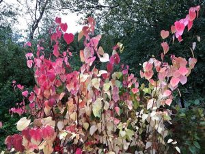 Hjartatré - Cercidiphyllum japonicum - Image 2
